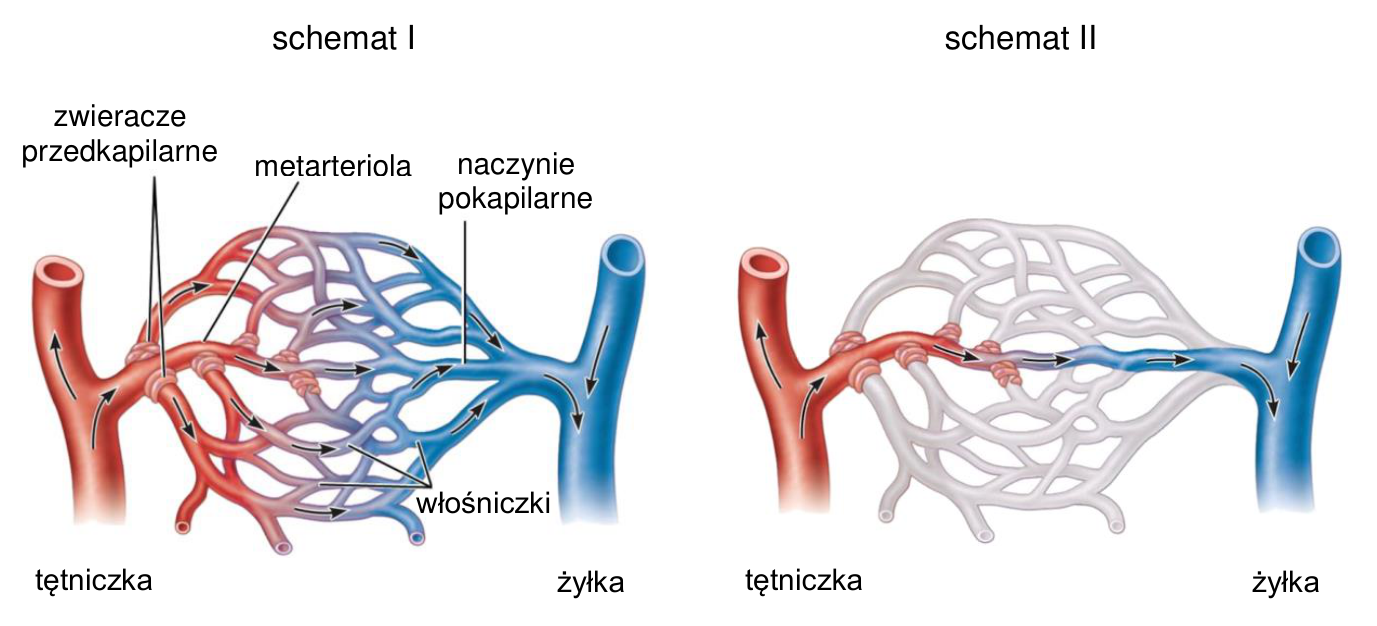 Dwa schematy mikrokrążenia, oznaczone I i II, wraz z podpisami naczyń i zwieraczy przedkapilarnych.