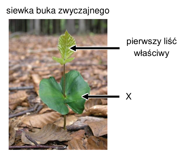 Zdjęcie siewki buka zwyczajnego z oznaczeniami „pierwszy liść właściwy” i „X”.