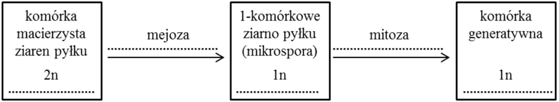 Schemat rozwiązania przedstawiający podziały komórkowe i ploidalność komórek podczas powstawania ziarna pyłku