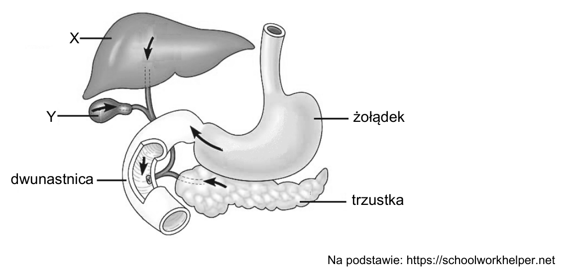Rysunek żołądka, dwunastnicy i związanych z nimi narządów. Oznaczenia X i Y oraz podpisy: żołądek, dwunastnica, trzustka. Pod rysunkiem źródło: Na podstawie: https://schoolworkhelper.net.
