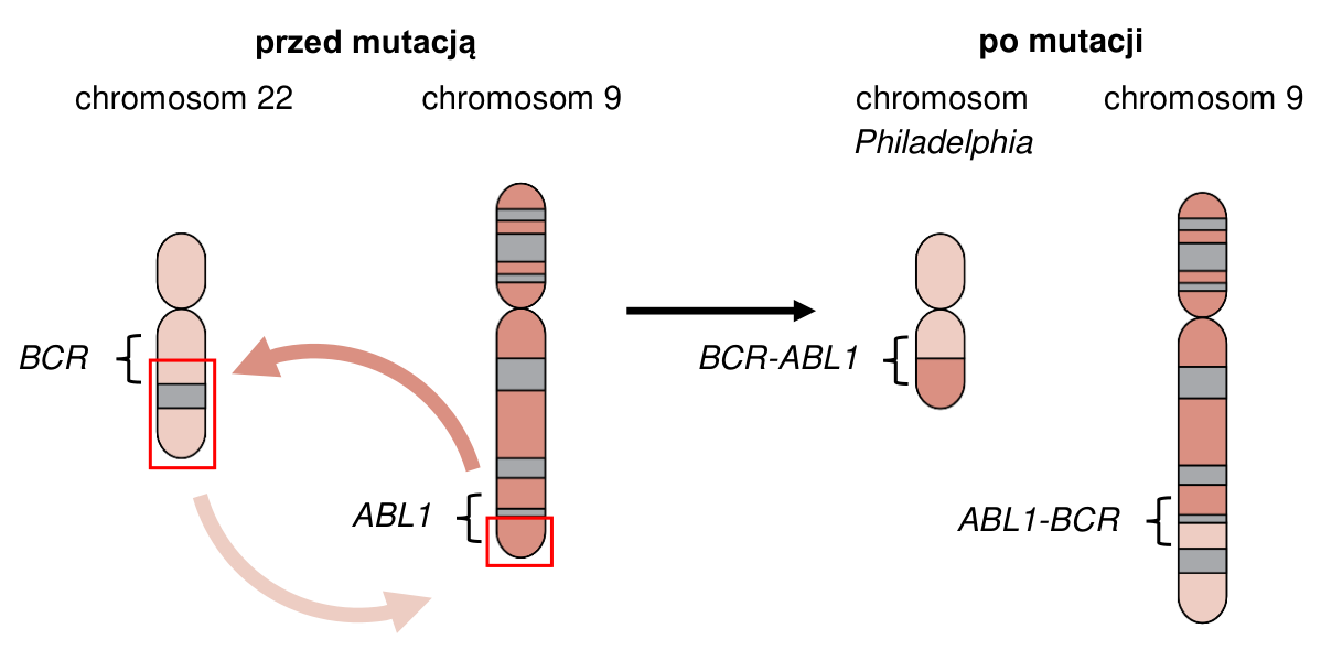 Schemat chromosomów 22 i 9 przed mutacją oraz chromosomu Philadelphia i chromosomu 9 po mutacji, z oznaczeniami genów BCR, ABL1, BCR-ABL1 i ABL1-BCR.