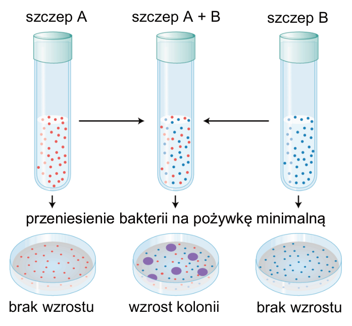 Schemat hodowli szczepu A, mieszaniny szczepów A i B oraz szczepu B, a następnie przeniesienia bakterii na pożywkę minimalną. Pod hodowlami pojedynczych szczepów oznaczono brak wzrostu, a pod hodowlą mieszaną wzrost kolonii.