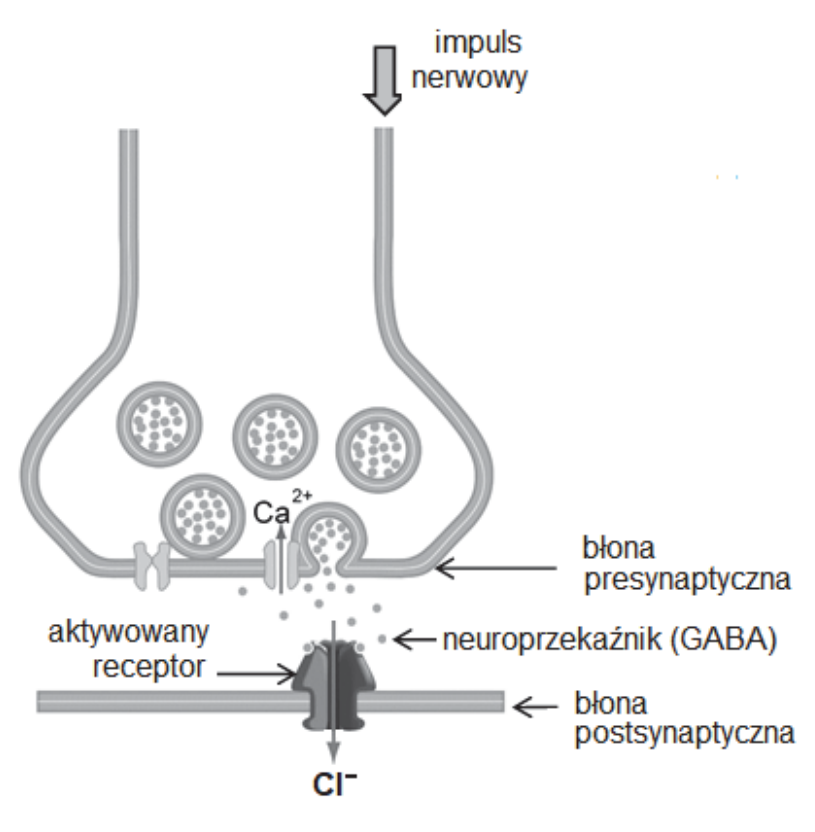 Schemat synapsy z podpisami: impuls nerwowy, błona presynaptyczna, neuroprzekaźnik (GABA), aktywowany receptor, błona postsynaptyczna oraz jony Ca²⁺ i Cl⁻.