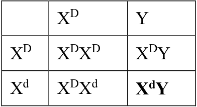 Krzyżówka genetyczna potomstwa rodziców XᴰXᵈ i XᴰY z wyróżnionym genotypem XᵈY