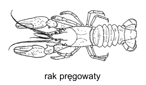 Rysunek raka pręgowatego z podpisem „rak pręgowaty”.