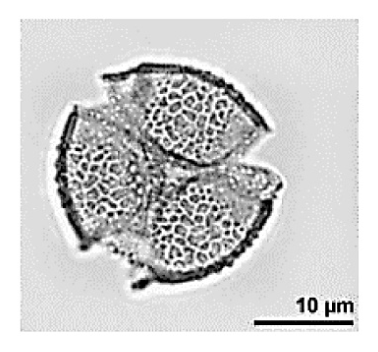 Pierwsze zdjęcie ziarna pyłku; podziałka 10 µm.