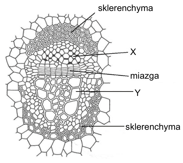 Przekrój poprzeczny wiązki przewodzącej z oznaczeniami: sklerenchyma, X, miazga, Y, sklerenchyma.