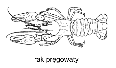 Rysunek raka pręgowatego z podpisem „rak pręgowaty”