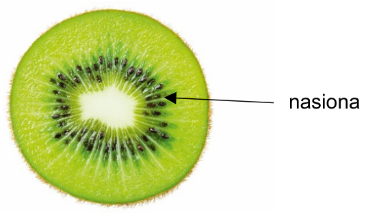 Przekrój poprzeczny owocu kiwi ze strzałką wskazującą nasiona.