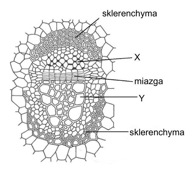 Przekrój poprzeczny przez wiązkę przewodzącą z oznaczeniami: sklerenchyma, X, miazga, Y, sklerenchyma.