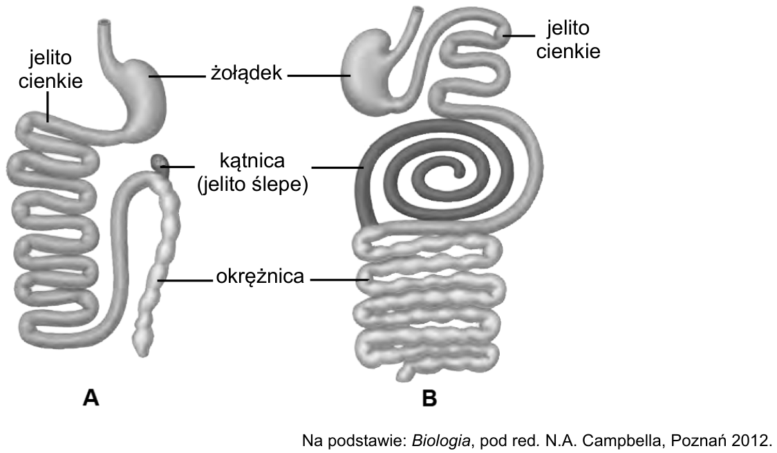 Dwa rysunki układu pokarmowego ssaków, oznaczone A i B, z podpisami: jelito cienkie, żołądek, kątnica (jelito ślepe) i okrężnica.