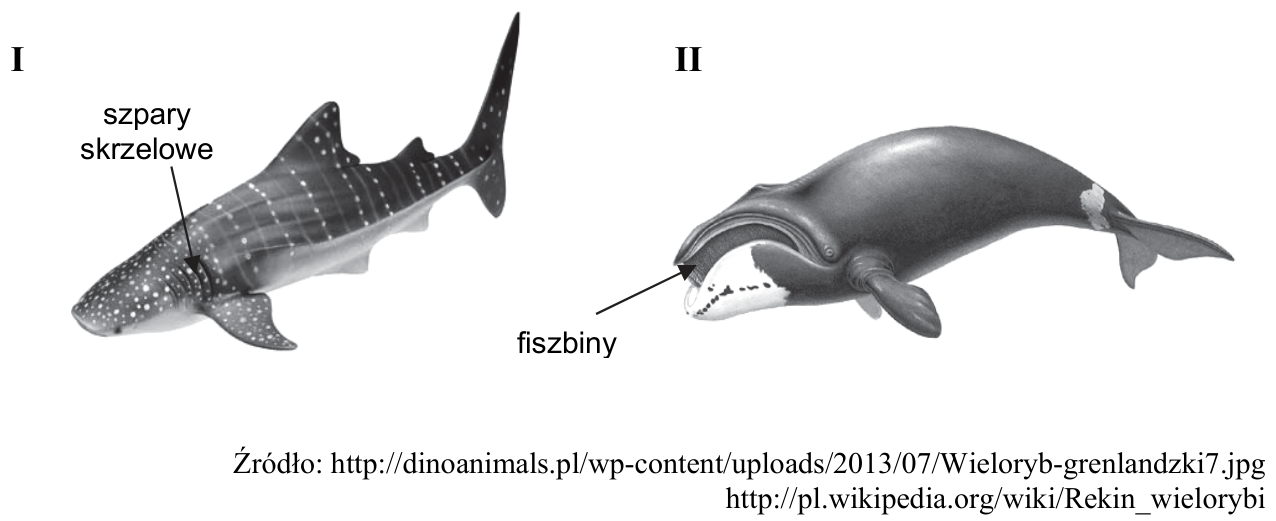 Rysunki I i II dwóch planktonożernych kręgowców oceanicznych, z oznaczeniami „szpary skrzelowe” i „fiszbiny” oraz źródłami pod rysunkami.