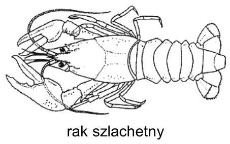 Rysunek raka szlachetnego z podpisem „rak szlachetny”.
