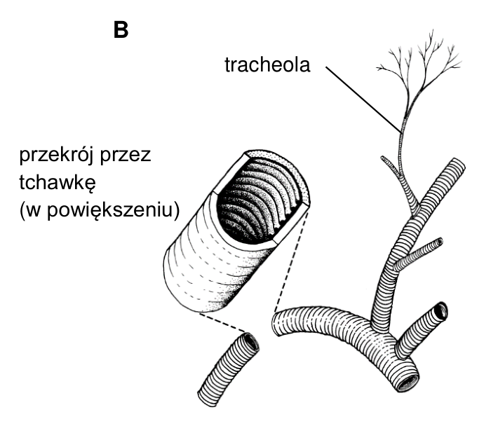 Rysunek B. Tchawki owada z podpisami: tracheola oraz przekrój przez tchawkę (w powiększeniu).