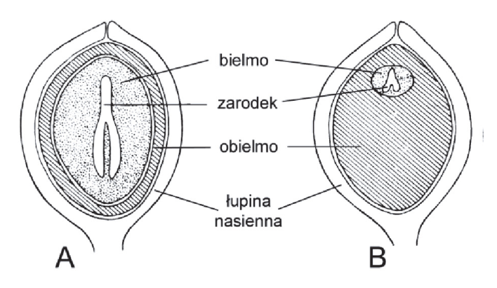 Schematy budowy nasion A i B z oznaczeniami: bielmo, zarodek, obielmo i łupina nasienna.