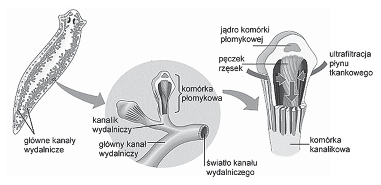 Schemat budowy układu protonefrydialnego wypławka oraz komórki płomykowej połączonej z komórką kanalikową, z oznaczeniami części i kierunku ultrafiltracji płynu tkankowego.