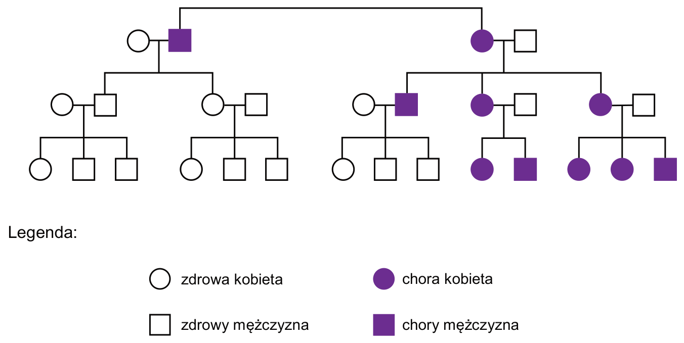 Rodowód rodziny wraz z legendą oznaczeń osób zdrowych i chorych