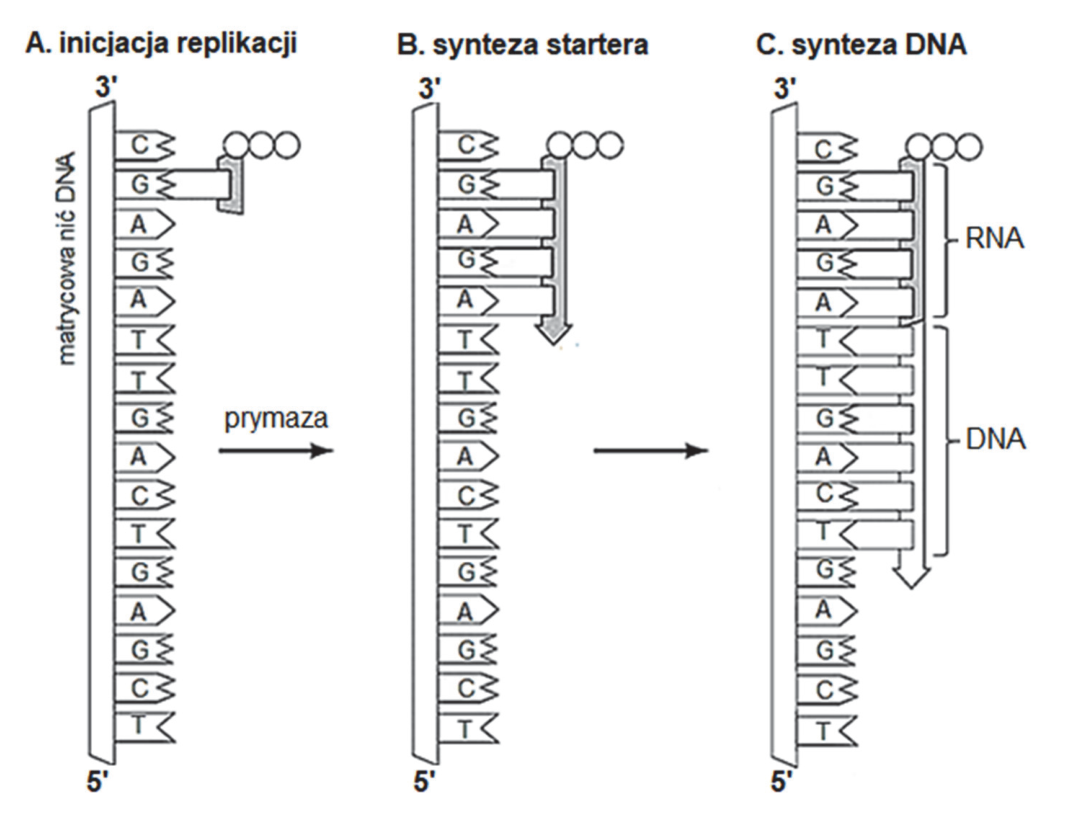 Schemat dobudowywania komplementarnej nici podczas replikacji DNA: A. inicjacja replikacji, B. synteza startera, C. synteza DNA; z oznaczeniami matrycowej nici DNA, prymazy, RNA oraz DNA.