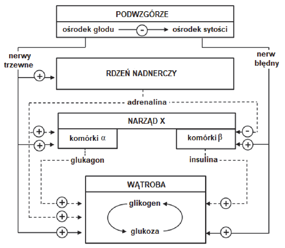 Schemat powiązań między podwzgórzem, rdzeniem nadnerczy, narządem X i wątrobą, z oznaczeniami działania nerwów oraz hormonów.