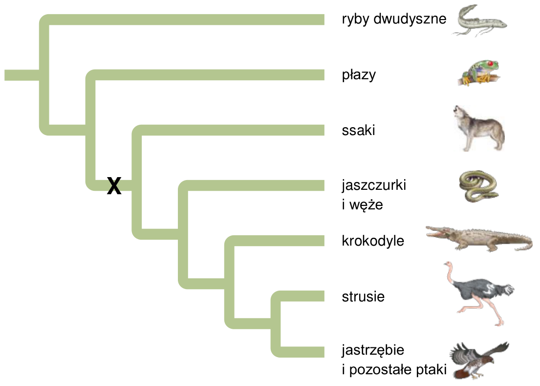 Drzewo filogenetyczne kręgowców z oznaczeniem X oraz etykietami: ryby dwudyszne, płazy, ssaki, jaszczurki i węże, krokodyle, strusie, jastrzębie i pozostałe ptaki.