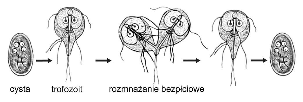 Schemat cyklu rozwojowego giardii jelitowej z podpisami: cysta, trofozoit, rozmnażanie bezpłciowe.