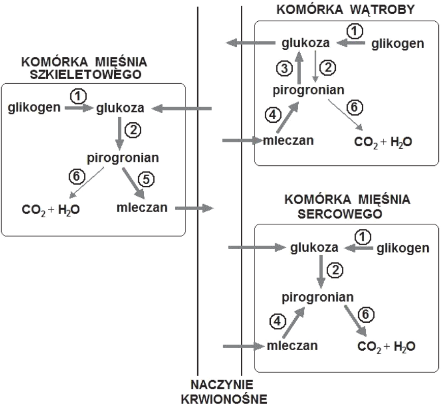 Schemat przemian biochemicznych w komórkach mięśnia szkieletowego, wątroby i mięśnia sercowego podczas sprintu, z oznaczeniami cyfrowymi procesów.