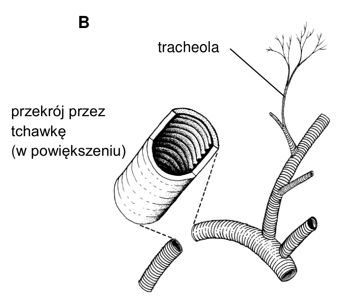 Rysunek B. Tchawki owada z podpisami: tracheola oraz przekrój przez tchawkę (w powiększeniu).