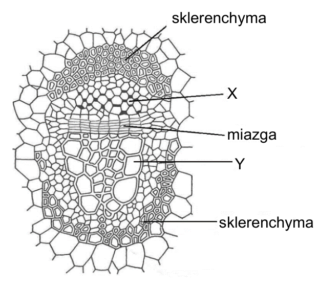 Przekrój poprzeczny przez wiązkę przewodzącą kolateralną otwartą; oznaczenia: sklerenchyma, X, miazga, Y, sklerenchyma.