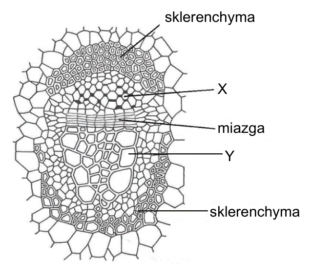 Przekrój poprzeczny przez wiązkę przewodzącą z oznaczeniami X, Y, miazga i sklerenchyma.