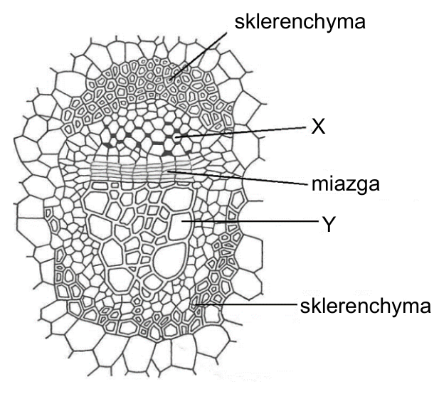 Przekrój poprzeczny wiązki przewodzącej z oznaczeniami: sklerenchyma, X, miazga, Y, sklerenchyma.
