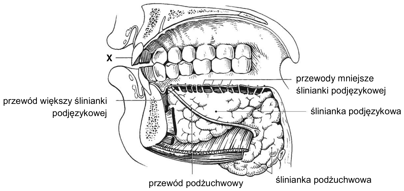 Schemat jamy ustnej z oznaczeniem X oraz podpisami ślinianki podjęzykowej, ślinianki podżuchwowej i ich przewodów.