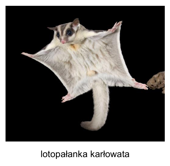 Fotografia lotopałanki karłowatej z podpisem „lotopałanka karłowata”