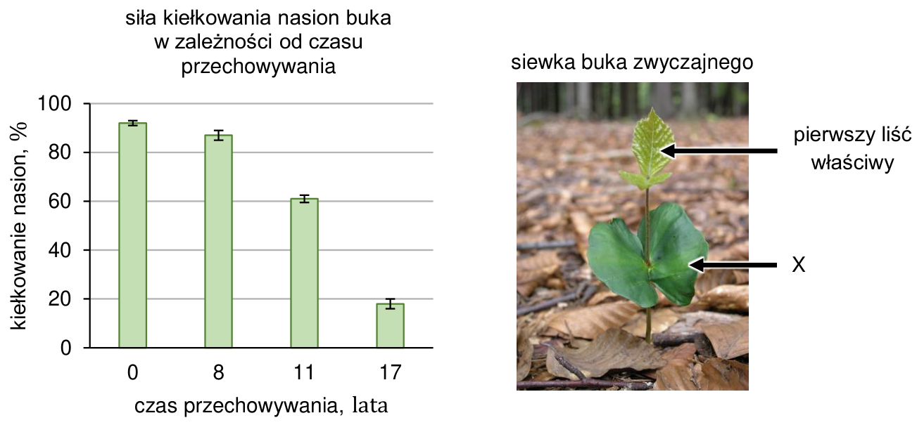 Wykres siły kiełkowania nasion buka w zależności od czasu przechowywania, z osiami, jednostkami i odchyleniami standardowymi, oraz zdjęcie siewki buka zwyczajnego z oznaczeniami.