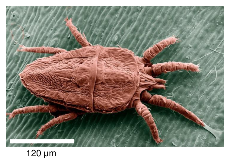 Zdjęcie SEM roztocza Brevipalpus phoenicis ze skalą 120 µm