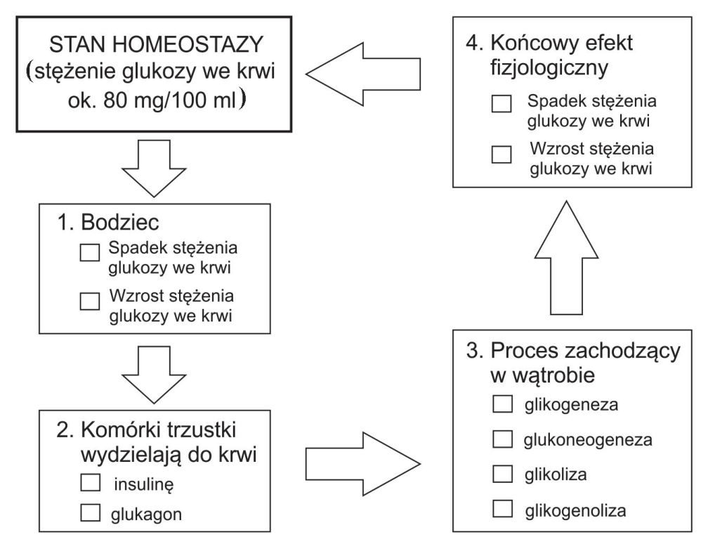 Schemat regulacji stężenia glukozy we krwi człowieka: stan homeostazy, cztery ponumerowane ramki z wariantami do zaznaczenia oraz strzałki pokazujące przebieg regulacji.