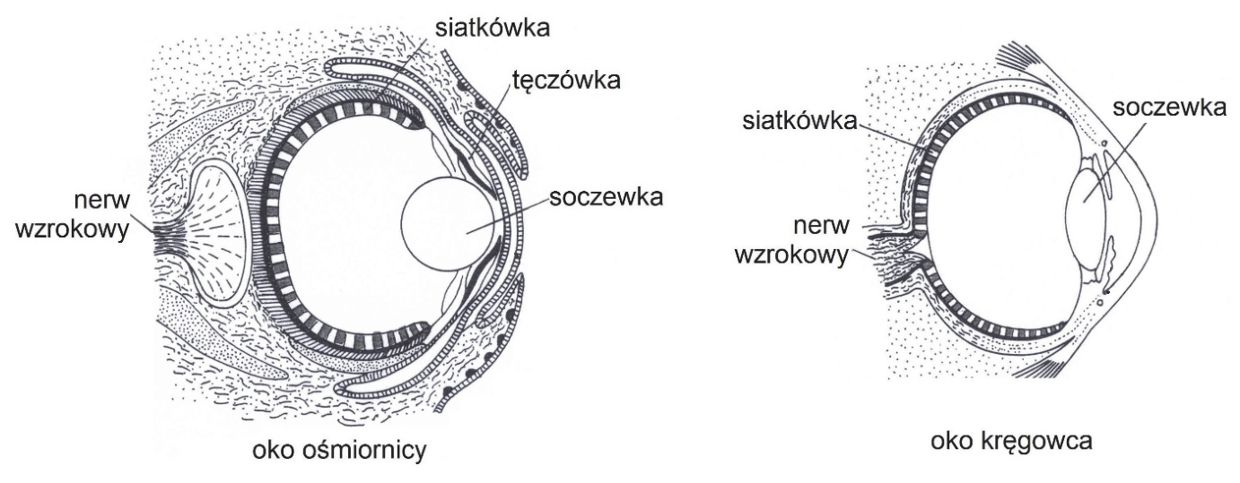 Dwa podpisane schematy: oko ośmiornicy i oko kręgowca, z oznaczeniami siatkówki, soczewki i nerwu wzrokowego; przy oku ośmiornicy oznaczono także tęczówkę.
