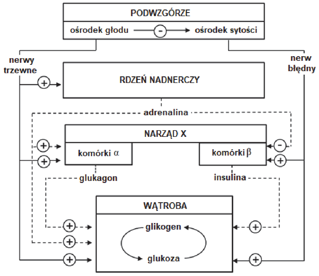 Schemat powiązań między podwzgórzem, rdzeniem nadnerczy, narządem X i wątrobą, z oznaczeniami nerwów, hormonów oraz przemian glikogenu i glukozy.
