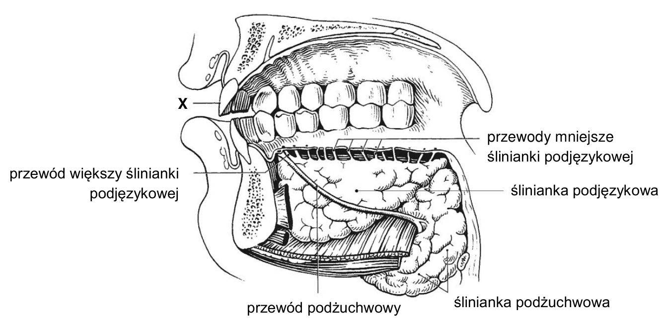 Schemat jamy ustnej z oznaczonymi śliniankami, ich przewodami odprowadzającymi i zębem X.