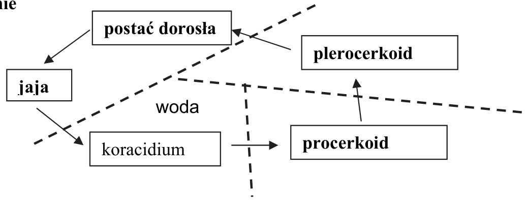 Uzupełniony schemat cyklu rozwojowego.