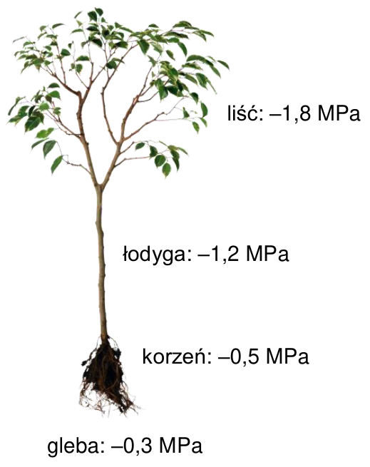 Schemat rośliny z wartościami potencjału wody: gleba −0,3 MPa, korzeń −0,5 MPa, łodyga −1,2 MPa, liść −1,8 MPa.