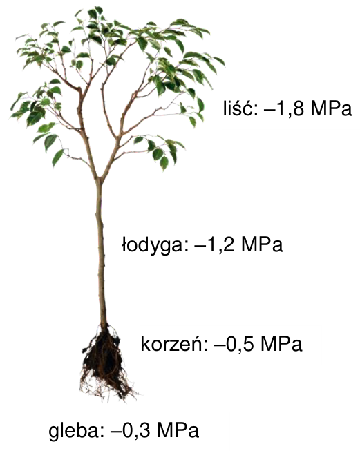 Schemat rośliny z wartościami potencjału wody: liść −1,8 MPa, łodyga −1,2 MPa, korzeń −0,5 MPa, gleba −0,3 MPa.