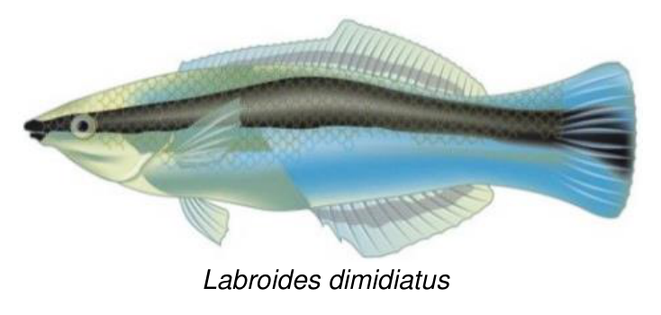 Ilustracja ryby z podpisem Labroides dimidiatus