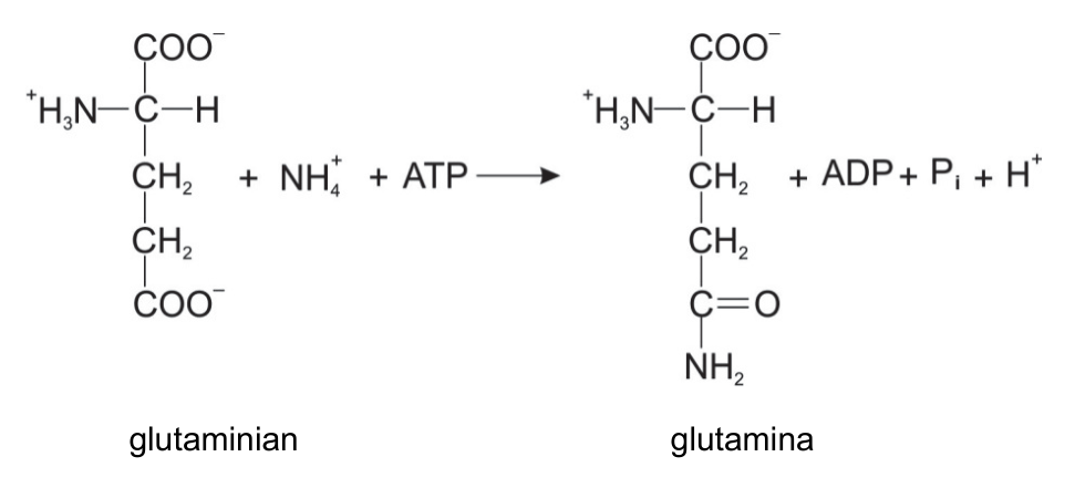 Oryginalny schemat reakcji syntezy glutaminy z glutaminianu, z wzorami strukturalnymi, reagentami, produktami i podpisami.