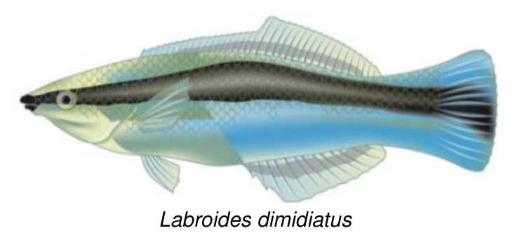 Labroides dimidiatus