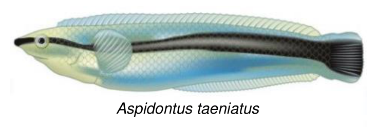 Ilustracja ryby z podpisem Aspidontus taeniatus