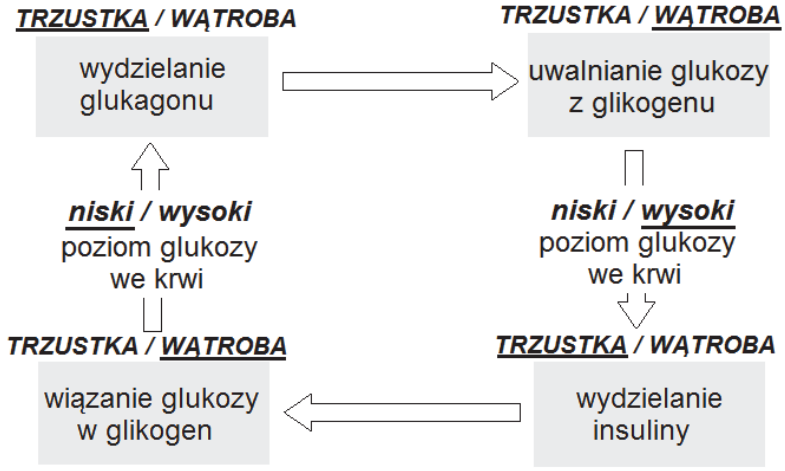 Uzupełniony schemat regulacji poziomu glukozy we krwi z podkreślonymi wartościami i nazwami narządów.