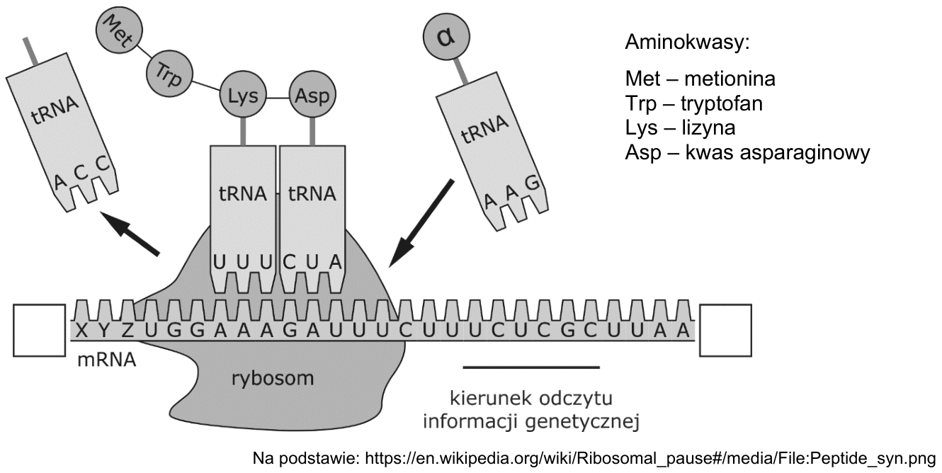 Schemat syntezy peptydu z mRNA, rybosomem, cząsteczkami tRNA, oznaczeniami aminokwasów, legendą i podpisem źródłowym.