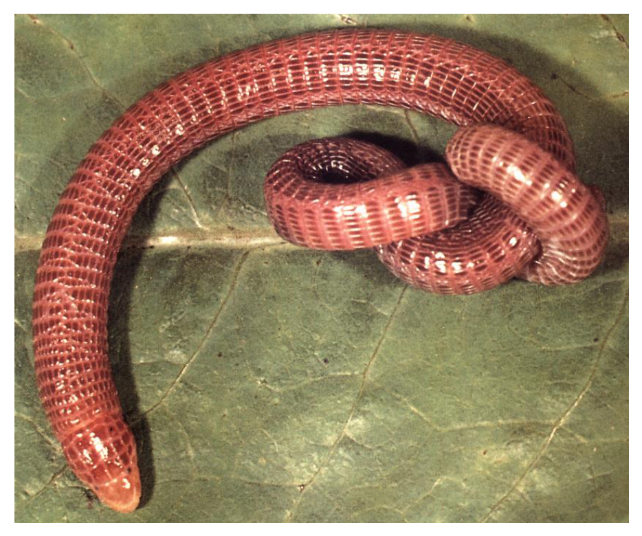 Zdjęcie amfisbeny Blanus cinereus