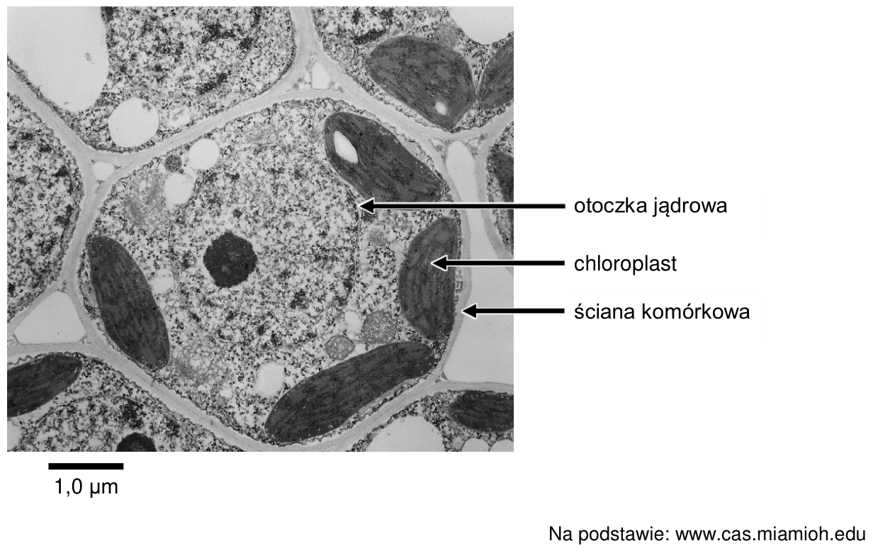 Zdjęcie TEM przekroju tkanki roślinnej z oznaczeniami: otoczka jądrowa, chloroplast, ściana komórkowa; podziałka 1,0 µm.