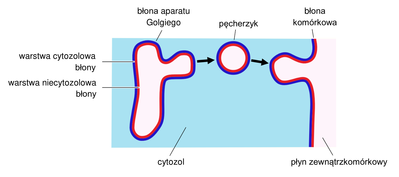 Schemat oderwania się pęcherzyka od błony aparatu Golgiego i jego fuzji z błoną komórkową, z oznaczeniami obu warstw błony, cytozolu i płynu zewnątrzkomórkowego.